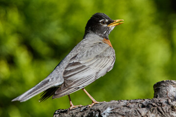 Robin standing on a perch