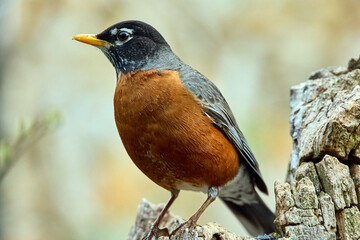 Robin standing on a perch