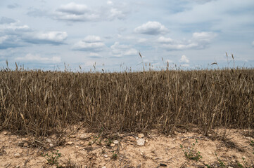 A dry wheat field  affected by a drought