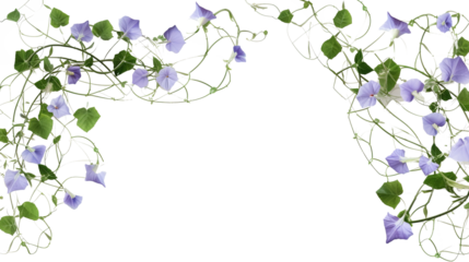 whimsical morning glory vine