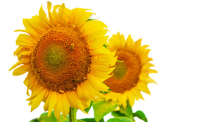 Summer sunflowers with bees isolated on white background.