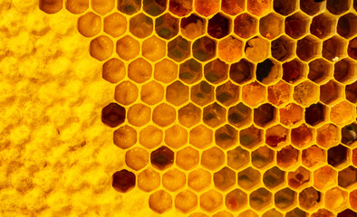Bee larvae, cocoons and pollen in honeycombs close-up. 
For feeding larvae bees use pollen.