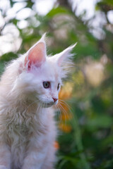 Portrait von einem jungen Maine Coon Kätzchen