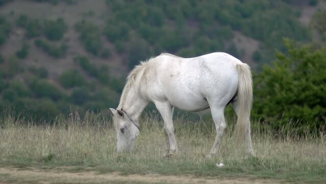 Beautiful wlwgant white wild horse grazing on a pasture in the mountain valley.