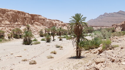 Wüsten-Oase in der Westsahara © Lutz