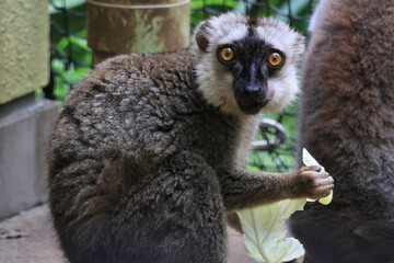 ブラウンキツネザル