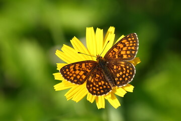 Colorful butterfly on yellow flower