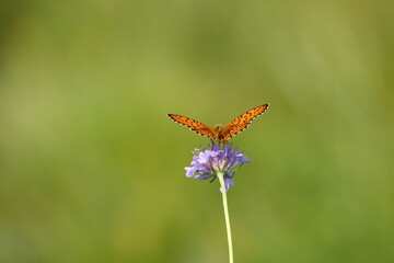 Butterfly on meadow flower