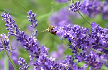 Bee and lavender flower in the meadow