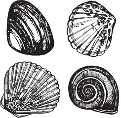Nautical set, collection of shells, clam. Black and white hand-drawn graphics translated into vector. The illustration is intended for design, packaging, prints, stickers, posters, postcards