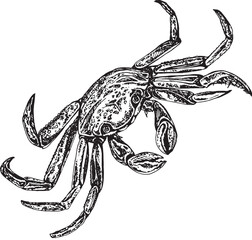 Illustration in black and white graphics sea crab isolated on white background. Hand drawing translated into vector. Designed for design, printing on fabric, packaging for prints, stickers, posters