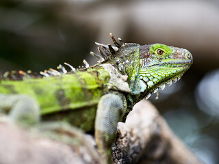 Iguana on a rock