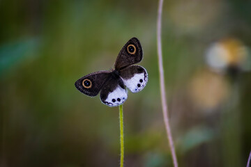 Butterfly wall paper nature beautiful