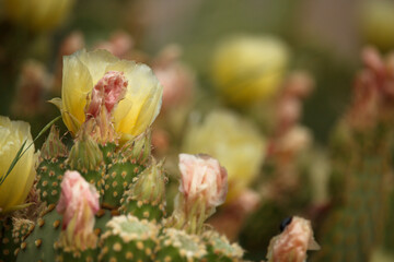 Cactus Parodia ottonis en flor con bokeh, Onil, España