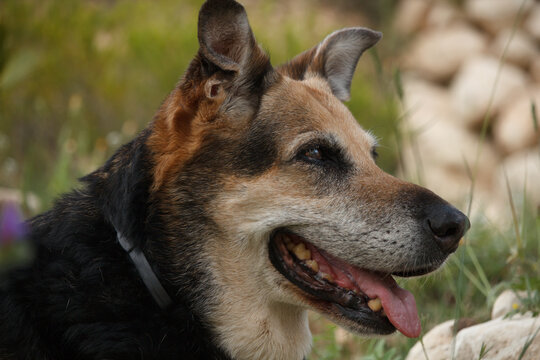 Retrato de Tana, perra vieja de raza mestiza pastor alemán, Onil, España