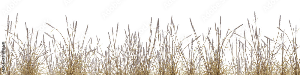 Poster dry grass field in nature, meadow in summer, tropical forest isolated on transparent background - pn