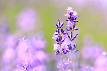 lavender flowers close up