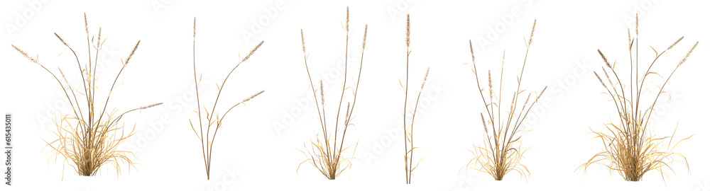 Wall mural set of grass with isolated on transparent background. png file, 3d rendering illustration, clip art 