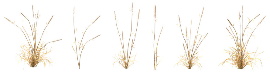 Fototapeta premium Set of grass with isolated on transparent background. PNG file, 3D rendering illustration, Clip art and cut out
