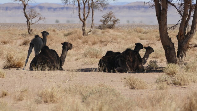 Dromedare in der W&uuml;ste, der Westsahara