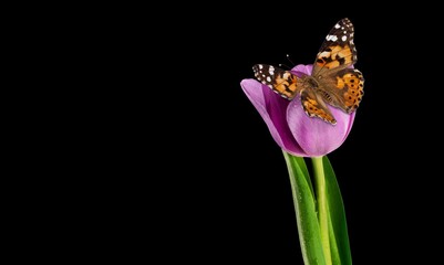 Colorful butterfly on fresh flower on dark background