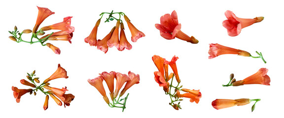 Fototapeta premium Cut out Campsis Radicans Flowers on white