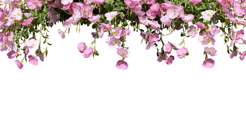 Pink flowers on a branch on white background