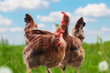 Two chicken on the green grass in the countryside