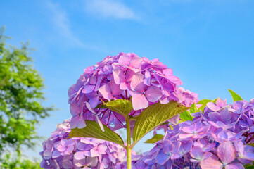 梅雨の晴れ間の青空に咲く満開の紫陽花