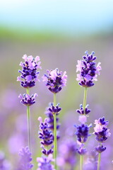 Fototapeta na wymiar lavender flowers in the garden