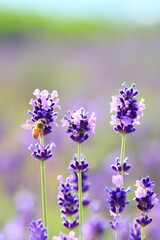 honey bee and lavender flowers
