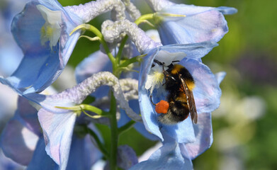 Nahrungssuche © Imken