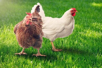 Two chicken on the green grass in the countryside