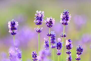 Naklejka premium lavender flowers close up