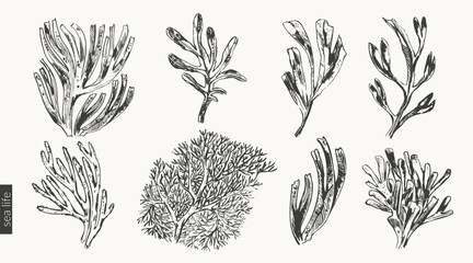 Black ink sketch of seaweed and corals © katyabogina
