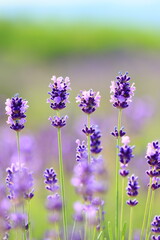 lavender flowers in the garden