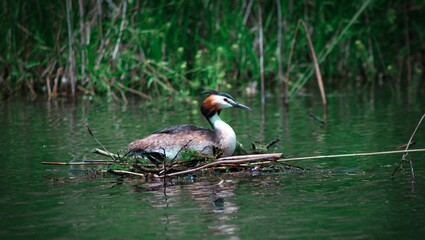 great crested grebe