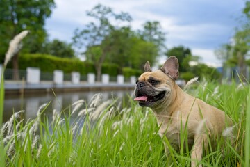 Fototapeta premium dog on the grass