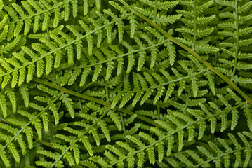 Texture of green fern leaves superimposed on each other.