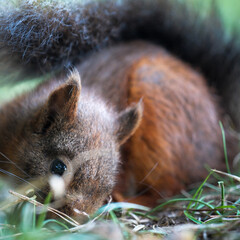 squirrel in the park