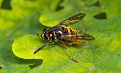 A black and yellow fly Syrphidae mimicking a wasp sits on an oak leaf.