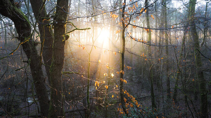 sunrise in the forest