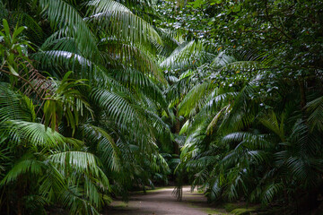 Palm trees in the Terra Nostra park