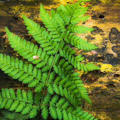 fern in the forest