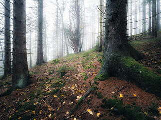 autumn in the forest