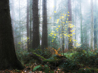 morning in the forest