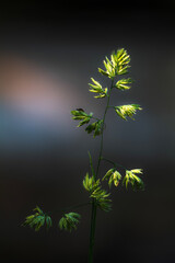 dandelion in the sky