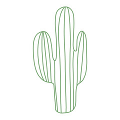 cactus isolated on white