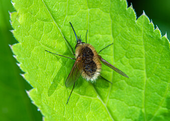 A small fluffy fly Bombyliidae sits on a green leaf.