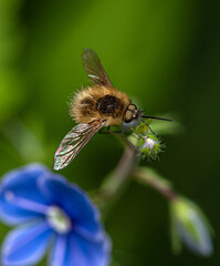 A small fluffy brown fly with a long proboscis sits on a bud of a forest blue flower.